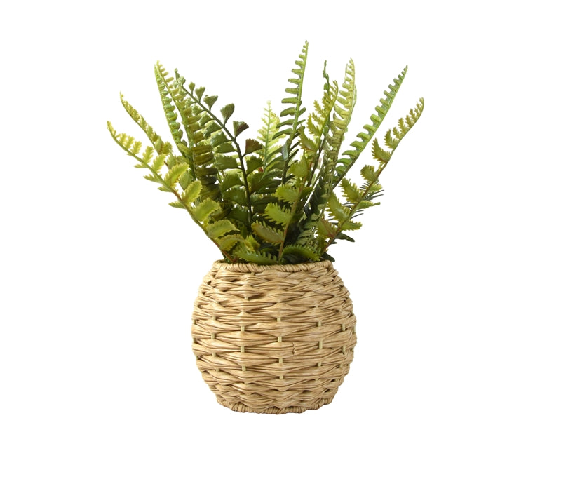 Ferns In A Round Rattan Basket 26cm